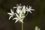 Little River Canyon onion